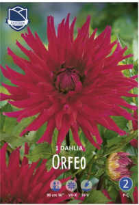 Георгина кактусовая Orfeo /1шт купить