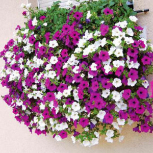 Петуния Сурфиния ( в кашпо пластик)1шт D21 КП033 купить