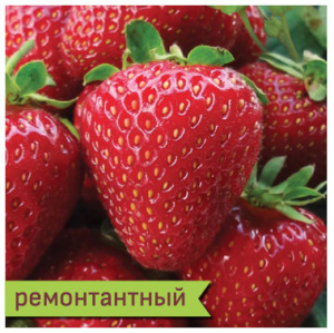 Земляника Остара ремонтантный купить