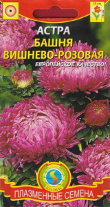 Астра Башня Вишнево-розовая  купить