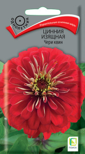 Цинния Чери квин изящная купить