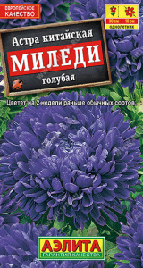Астра Миледи голубая купить