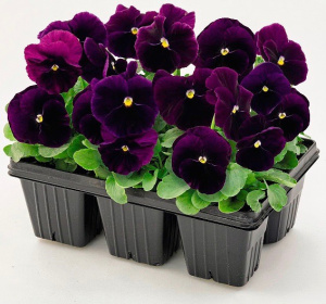 Виола Виттрока Инспайр Вайолет Плюс (фиолет.) 1шт/40 В200 купить