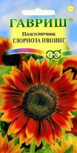 Подсолнечник Глориоза Ивнинг   купить
