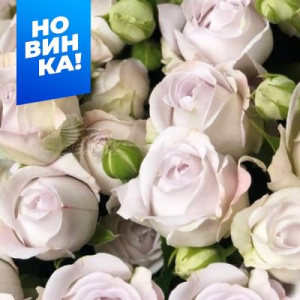 Роза Сильвер Баблс купить