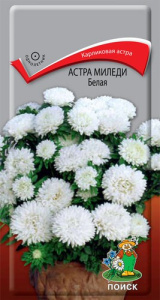 Астра Миледи Белая карликовая купить