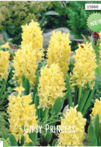 Гиацинт Джипси Принцесс /5шт купить