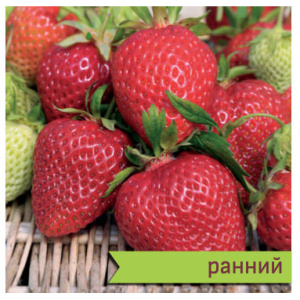 Земляника Ламбада садовая ранняя купить