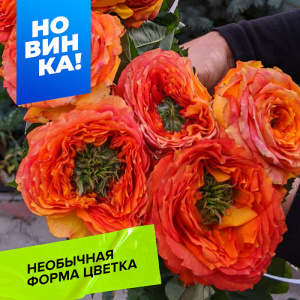 Роза Зелёный остров Самоа купить