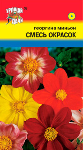 Георгина Миньон, смесь  купить