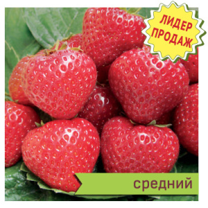 Земляника Эльсанта садовая  купить