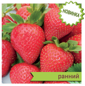 Земляника Фраголареа садовая купить