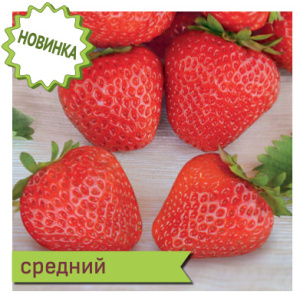 Земляника Элеганс среднеспел.крупн. купить