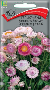 Гелихризум Королевский размер серебристо-розовый купить