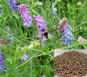 Вика 1кг /25  купить