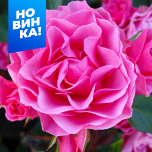 Роза Ай эм Грейтфул купить