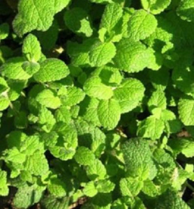 Мята круглолистная (черенок,сорта) 1шт об0462/1 купить