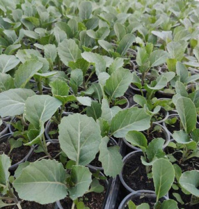 Капуста цветная Уайт Эксел 1шт ов065/10/40 купить