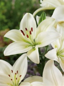 Лилия Доросо /3шт купить