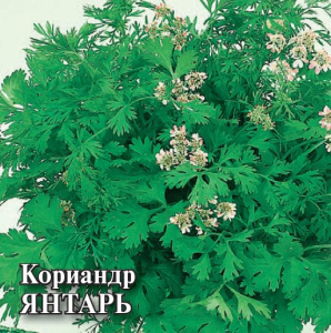 Кориандр Янтарь  25г Проф купить
