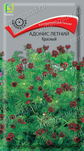 Адонис летний Красный купить