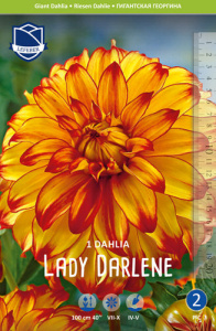 Георгина гигантская Lady Darlene /1шт купить