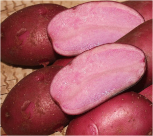 Картофель семенной Эликсир 2кг/10 купить