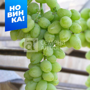 Виноград Элегант Сверхранний купить