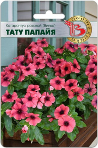 Катарантус розовый (Винка) Тату Папайя  купить
