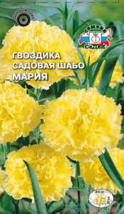 Гвоздика шабо Мария  купить