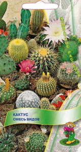 Кактус Смесь видов купить