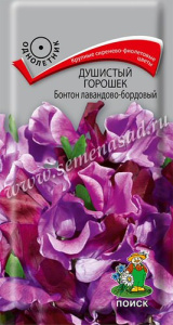 Душистый горошек Бонтон лавандово-бордовый купить