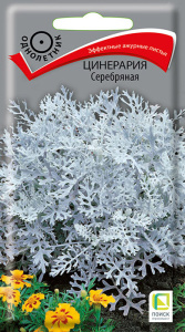 Цинерария Серебряная купить