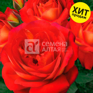 Роза Мид Саммер