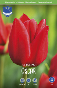 Тюльпан триумф "Oscar" (1х10шт) купить