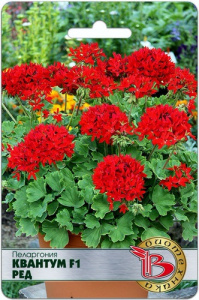 Пеларгония  Квантум F1 Ред купить