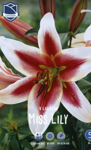 Лилия O.T. Miss Lily /3шт купить