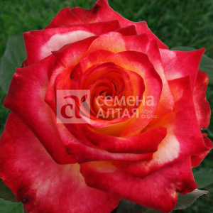 Роза Френдшип купить