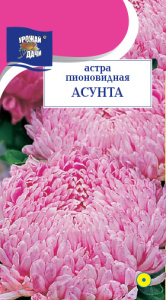Астра Асунта пионовидная купить