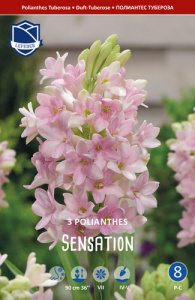Полиантус/Polianthes tuberosa Sensation /3шт купить