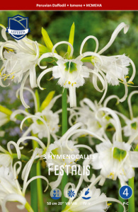 Гименокаллис syn.Ismene festalis /3шт купить