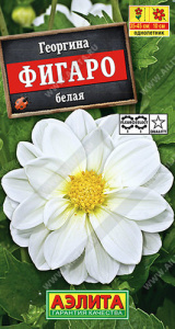 Георгина Фигаро Белая махровая купить