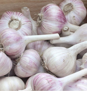 Чеснок Добрыня озимый 1кг купить