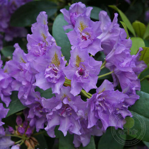 Рододендрон Фастуосум гибридный ЦК купить