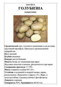 Картофель Голубизна А5 фото купить