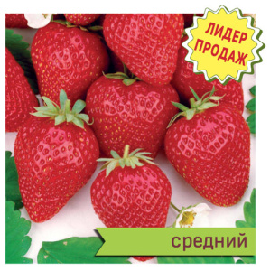 Земляника Сирия НФ садовая купить