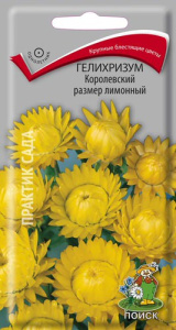 Гелихризум Королевский размер лимонный купить