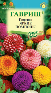 Георгина Яркие помпоны  купить