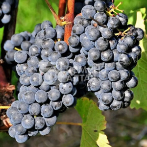 Виноград Кишмиш черный купить