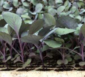 Капуста к/к Ред Джевел 1шт ов056/10/40 купить